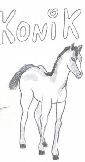 konik z krainy Ważki konik z krainy Ważki